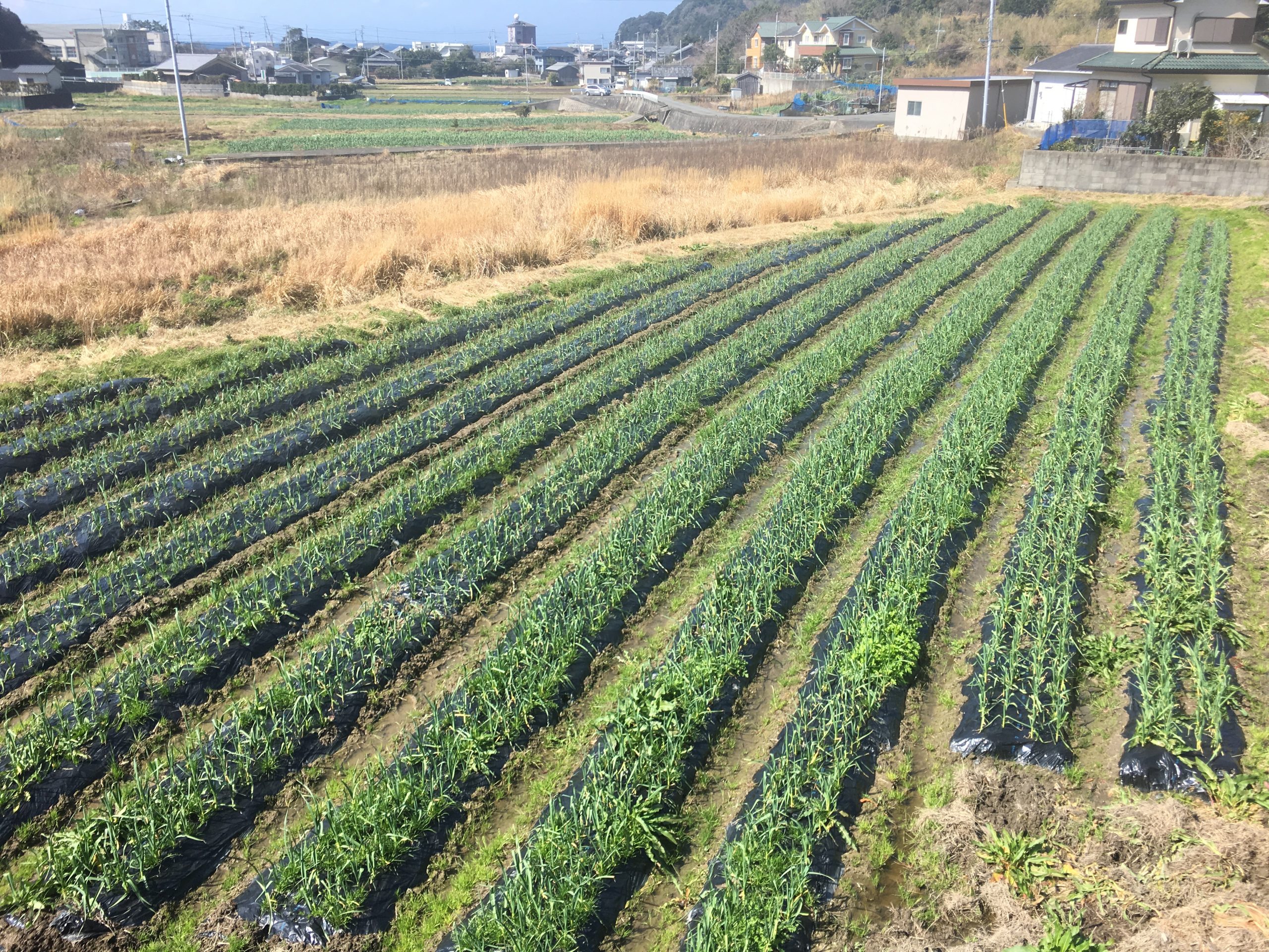 和歌山県由良町のにんにく畑