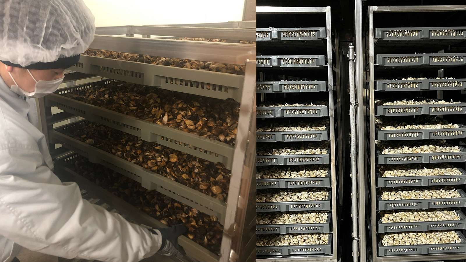 黒にんにく熟成工程