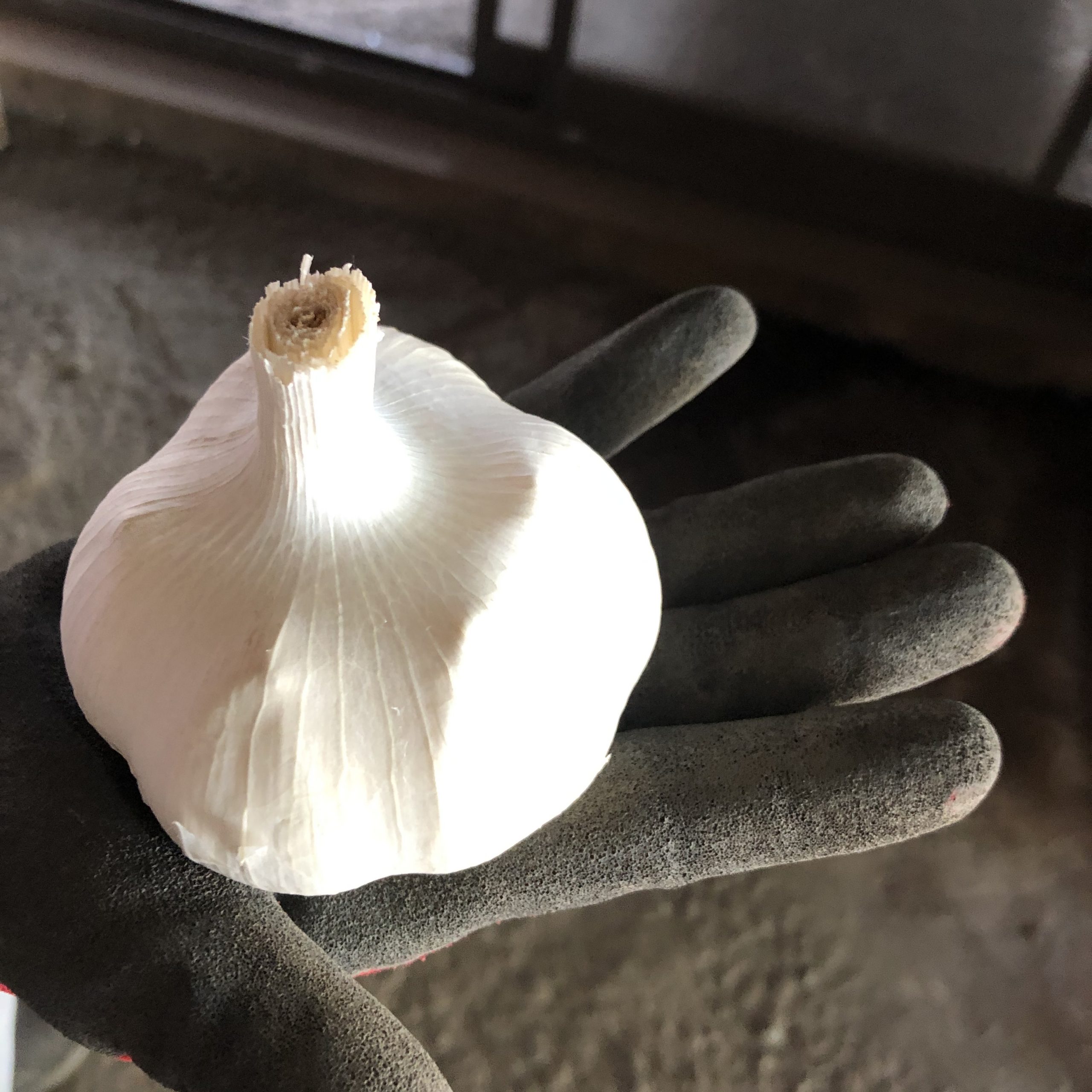 美しいにんにくから作られる美味しい黒にんにく【青森県三沢市】